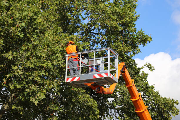 Best Commercial Tree Services  in Kirkland, IL